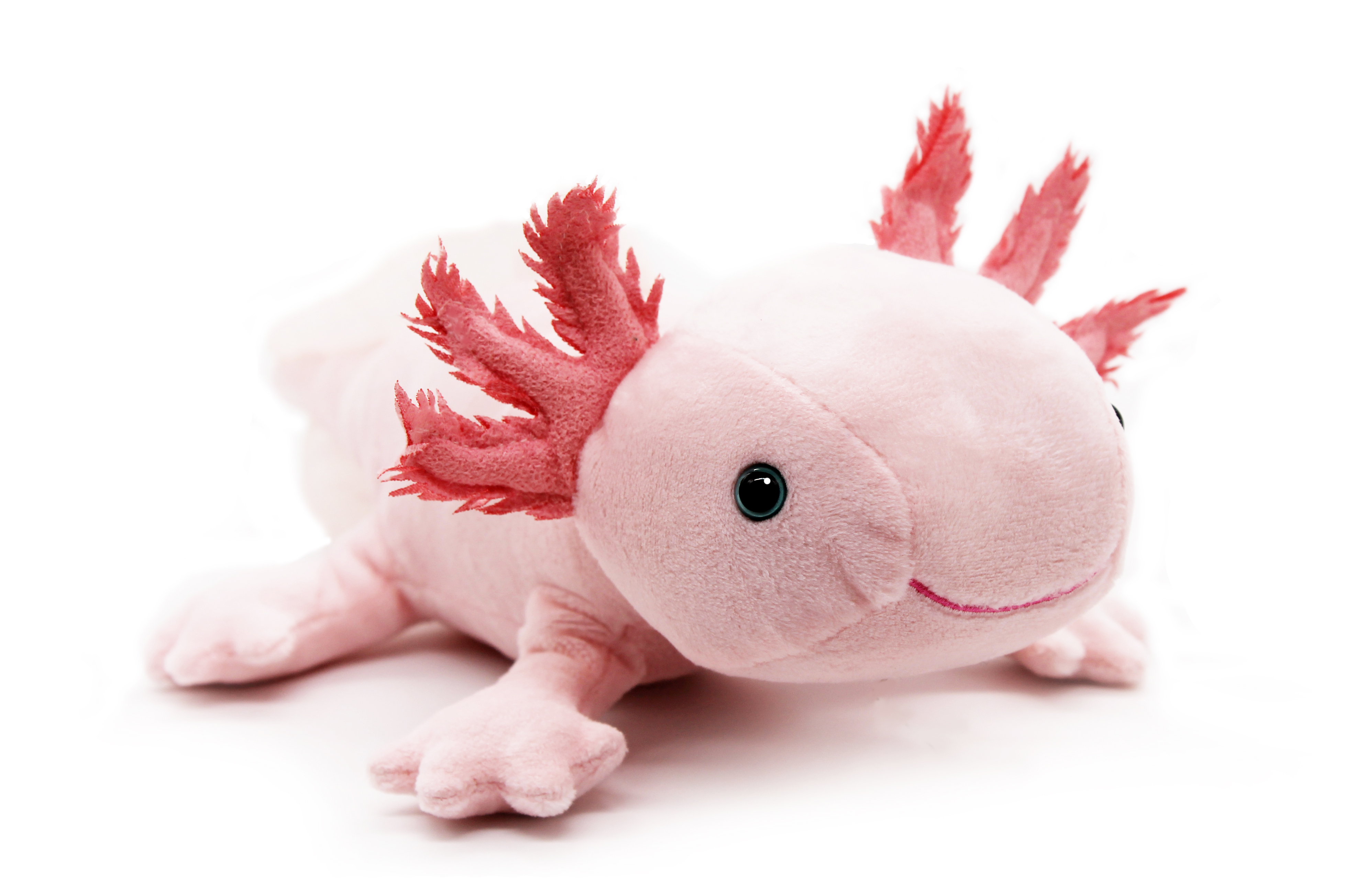 axolotl